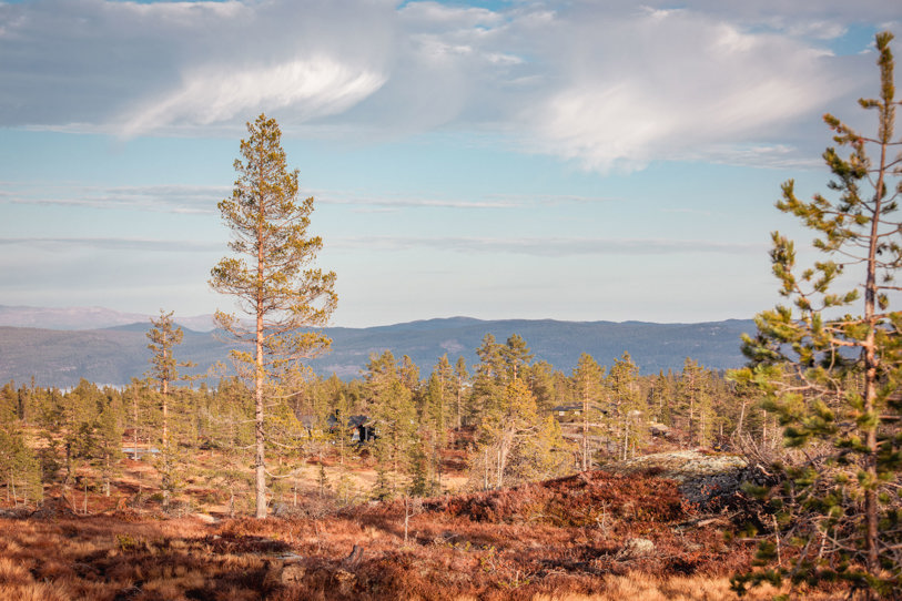 Utsikt på Søre Vegglifjell. 