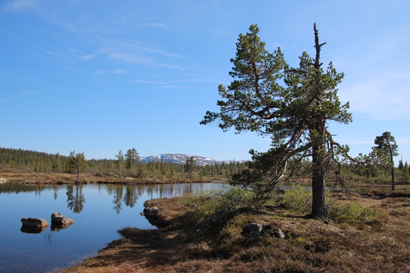 Vegglifjell Steintjonn vann vår furu